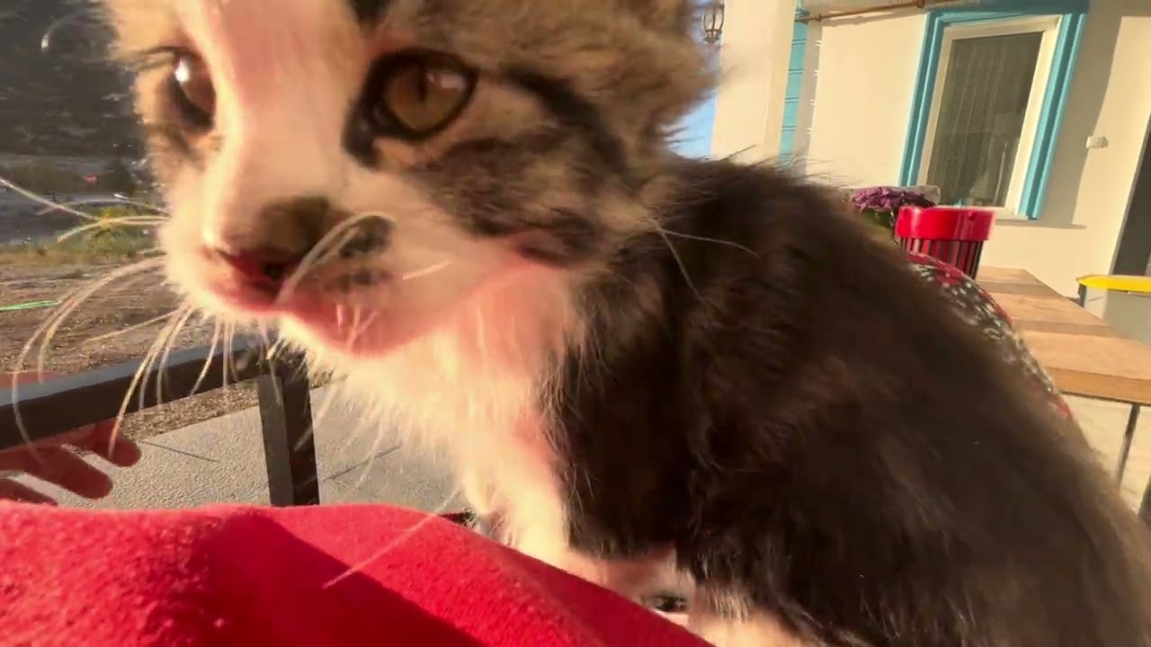 Yavru kedi akşam güneşini görünce en güzel yeri seçti