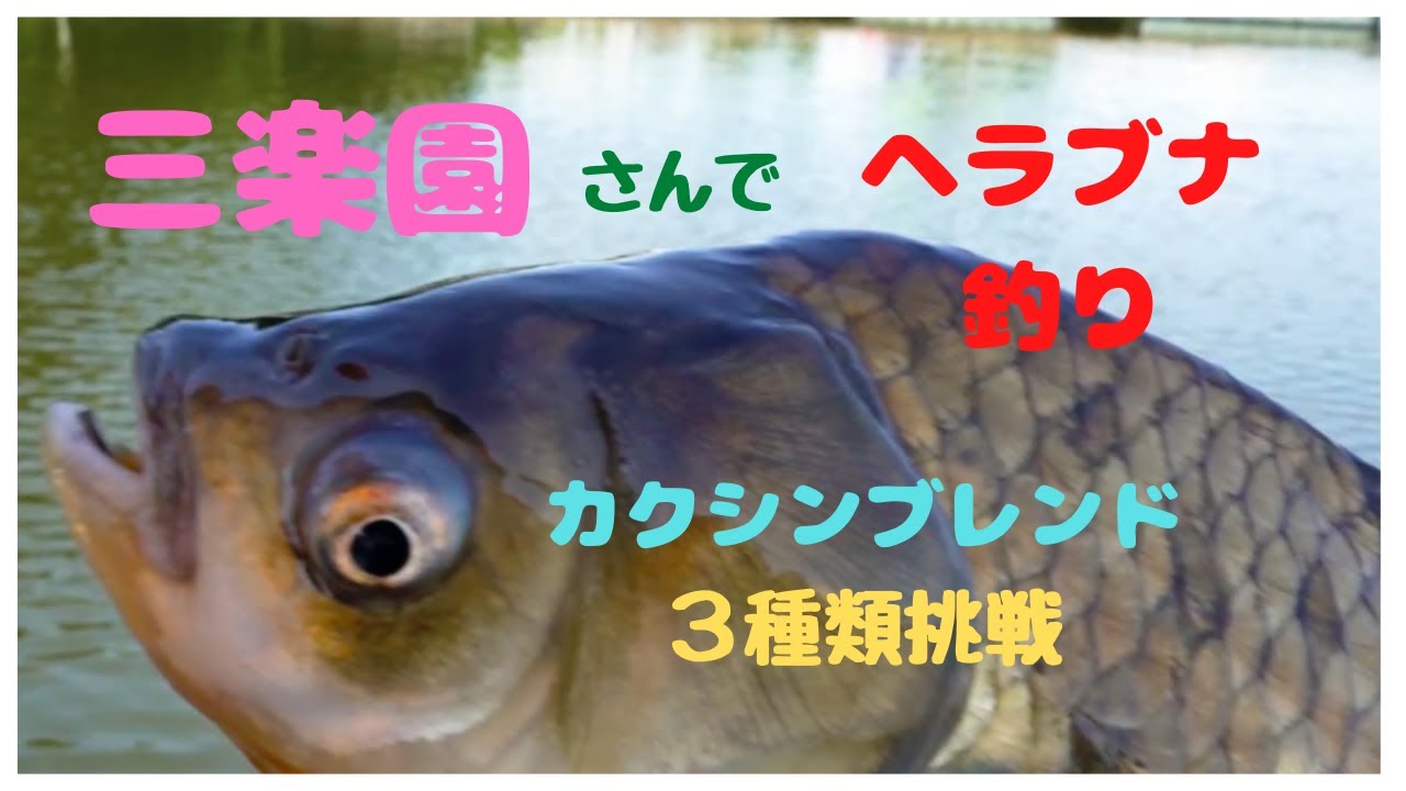 三楽園さんでへらぶな釣り！カクシンブレンド３種類にチャレンジ！