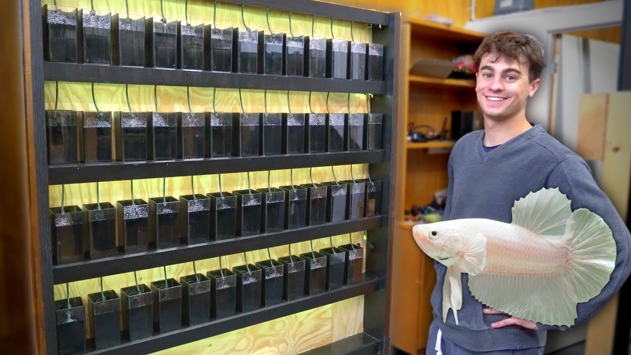 The Best DIY Betta Rack Build! Over 50 Fish!
