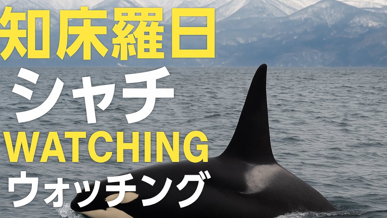 【北海道・知床／羅臼沖】奇跡のシャチ遭遇｜海に現れた野生の王者【船上撮影・4K】/ Orcas in Shiretoko Rausu｜Wild Encounter at Sea｜4K