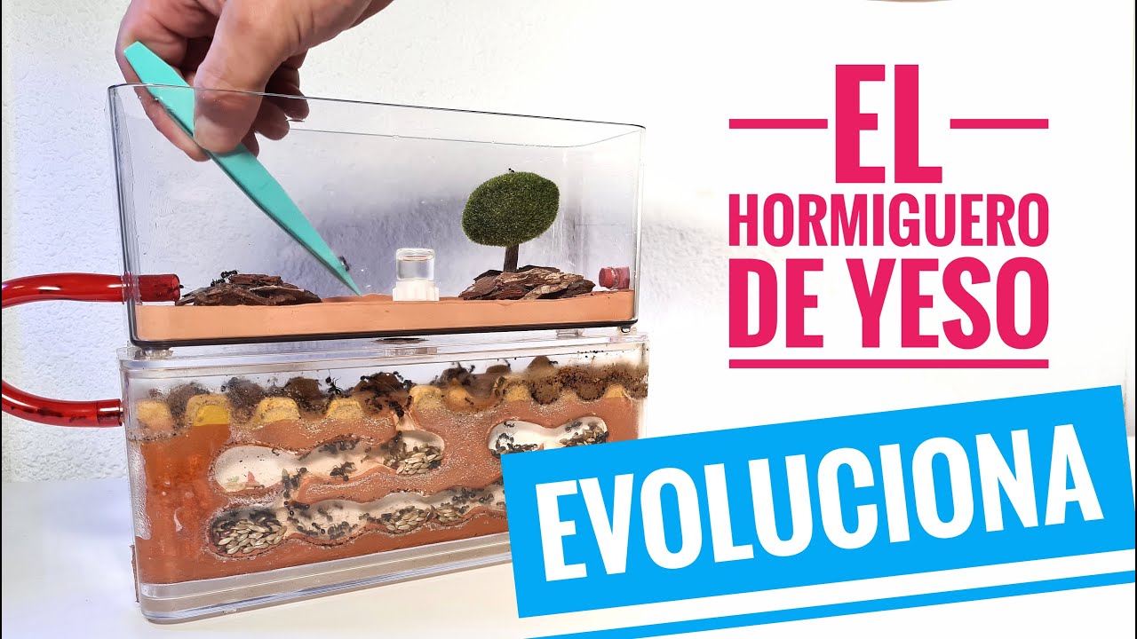 El Hormiguero de yeso EVOLUCIONA !
