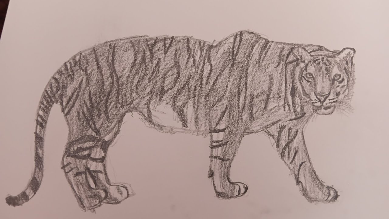 How To Draw a Tiger 