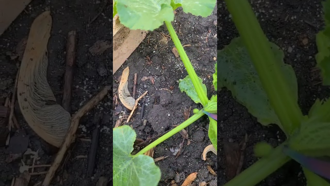 Zucchini how to prune it
