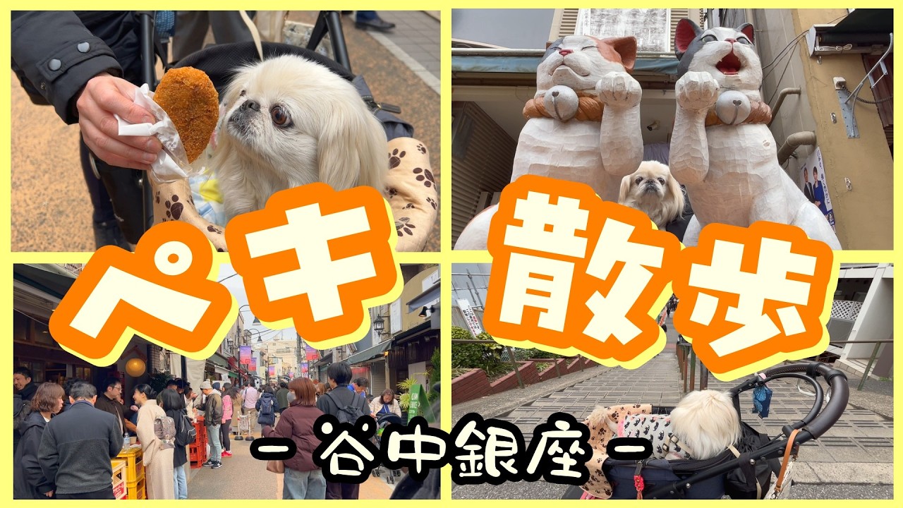 ネコになってみたペキニーズRinが下町散歩❗️