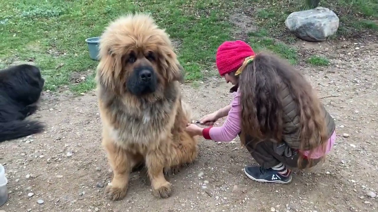 Czejen - mastiff tybetański