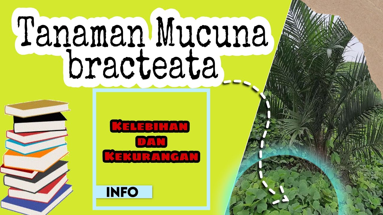 TANAMAN MUCUNA BRACTEATA| KELEBIHAN DAN KEKURANGANNYA #BELAJARBERSAMA-1