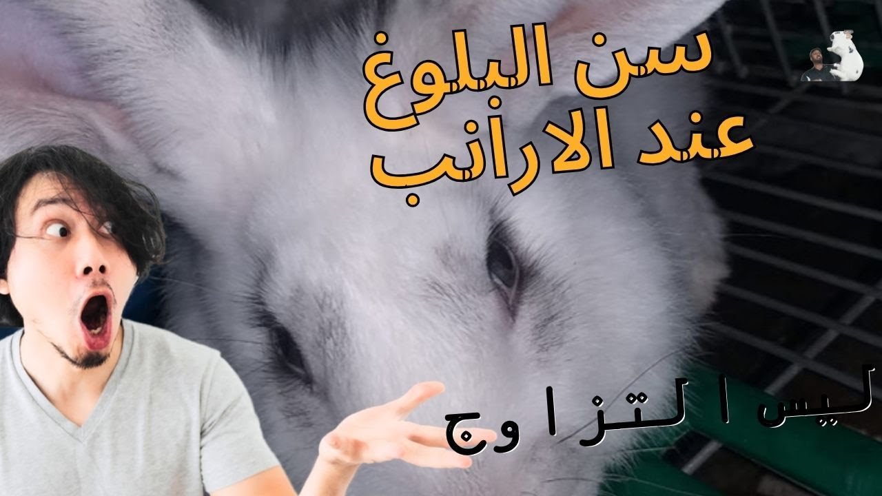 سن البلوغ عند الارانب