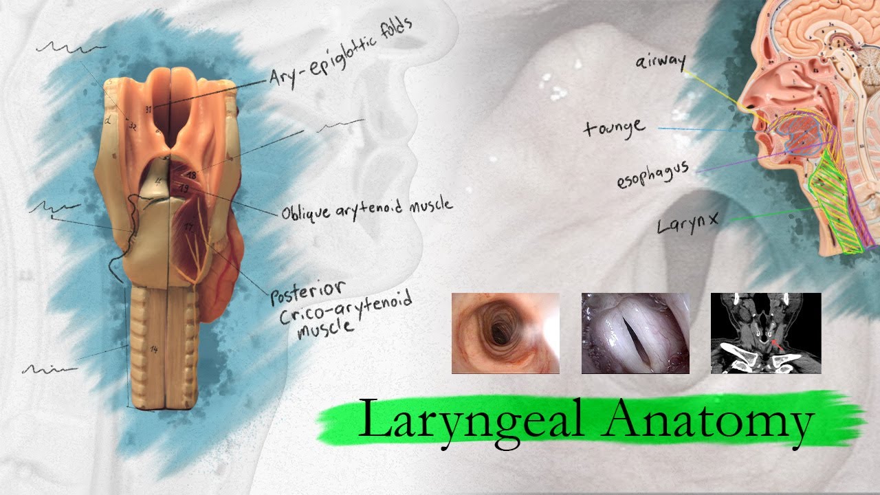 Introduction to Larynx, Pharynx, and Airway Anatomy