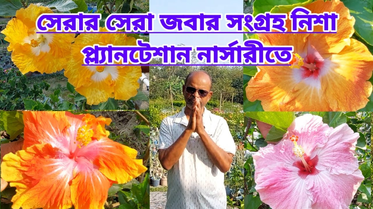 সেরার সেরা জবার সংগ্রহ নিশা প্লান্টেশান নার্সারিতে||Beautiful Hibiscus Collection|Nisha Plantation||