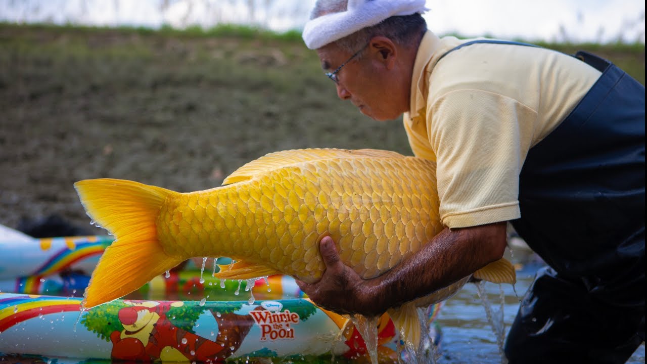 This breeder grows the REAL GOLD Koi