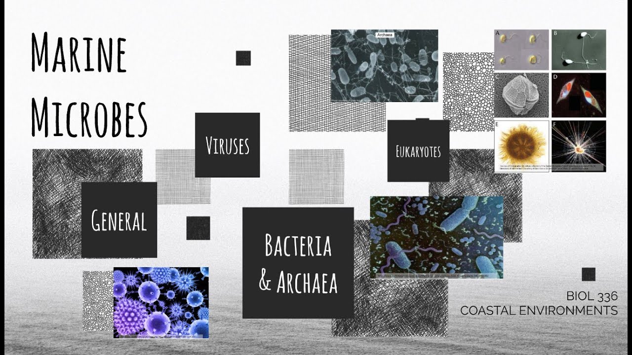 Marine Microbes