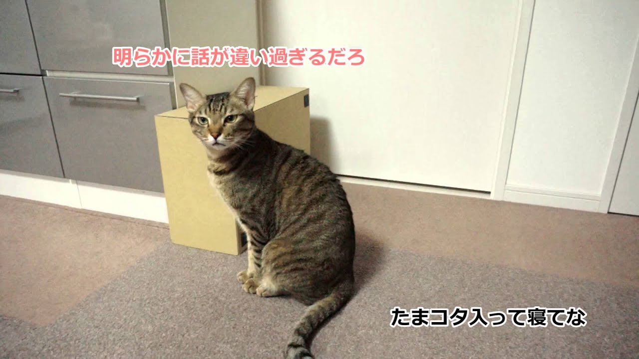 お腹が空いた猫のアピール