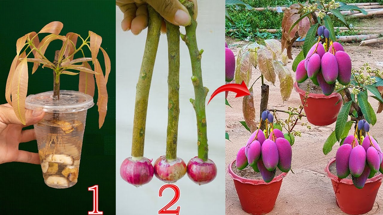 Two methods use simple items available at home to propagate mango trees that produce fruit quickly