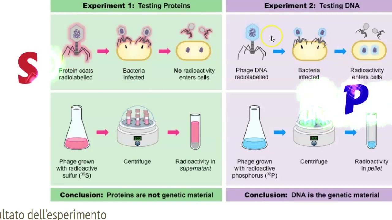 La scoperta del DNA - 3 - L'esperimento di Hershey e Chase