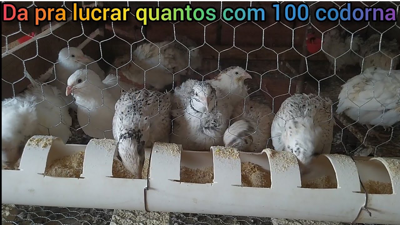 Da para Lucrar quantos com apenas 100 codorna💲
