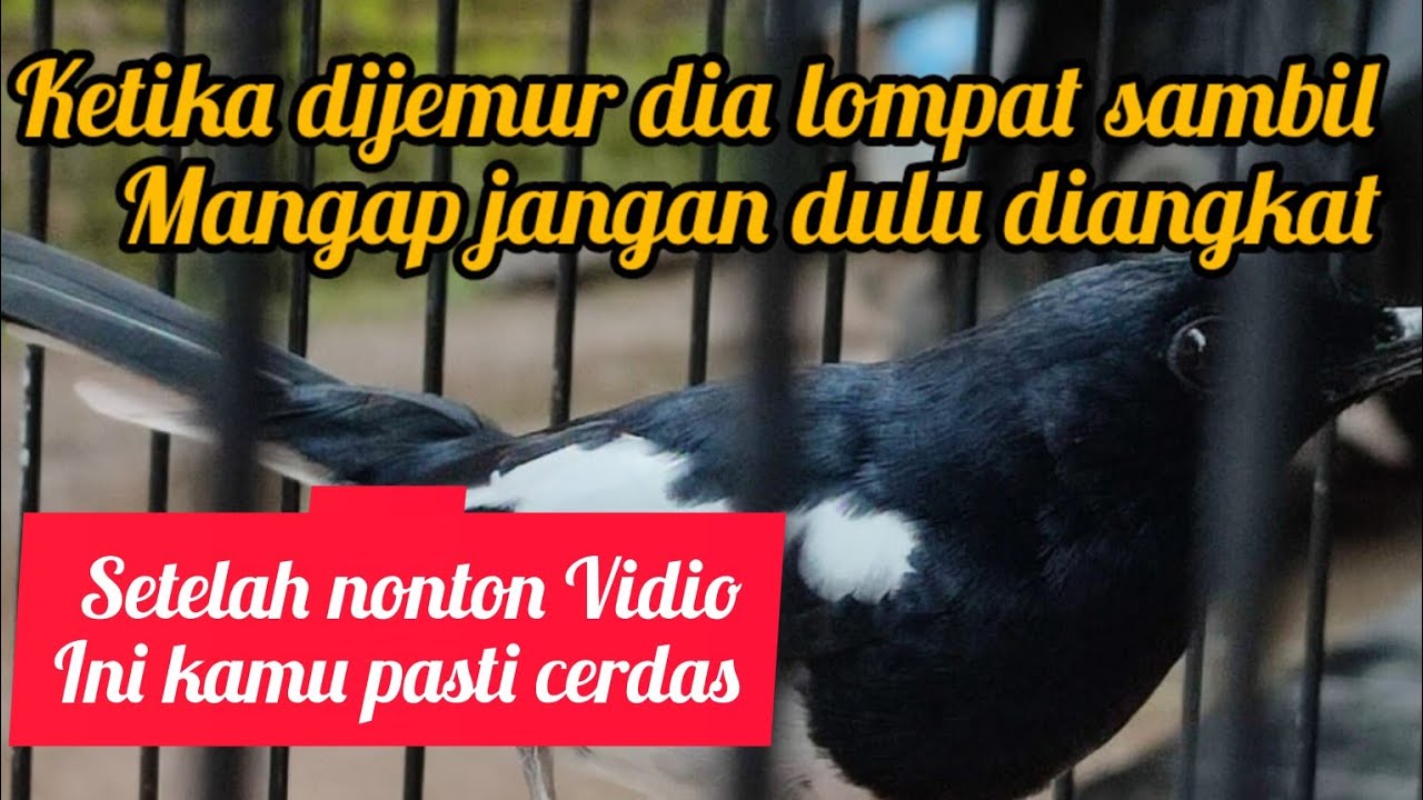 CIRI CIRI KACER TIPE PANAS BISA DIJEMUR