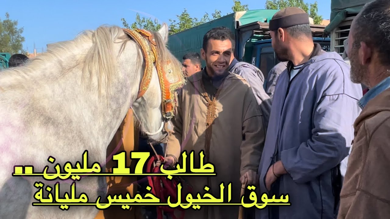 أسعار الخيول بسوق خميس مليانة لولاية عين الدفلة 2022