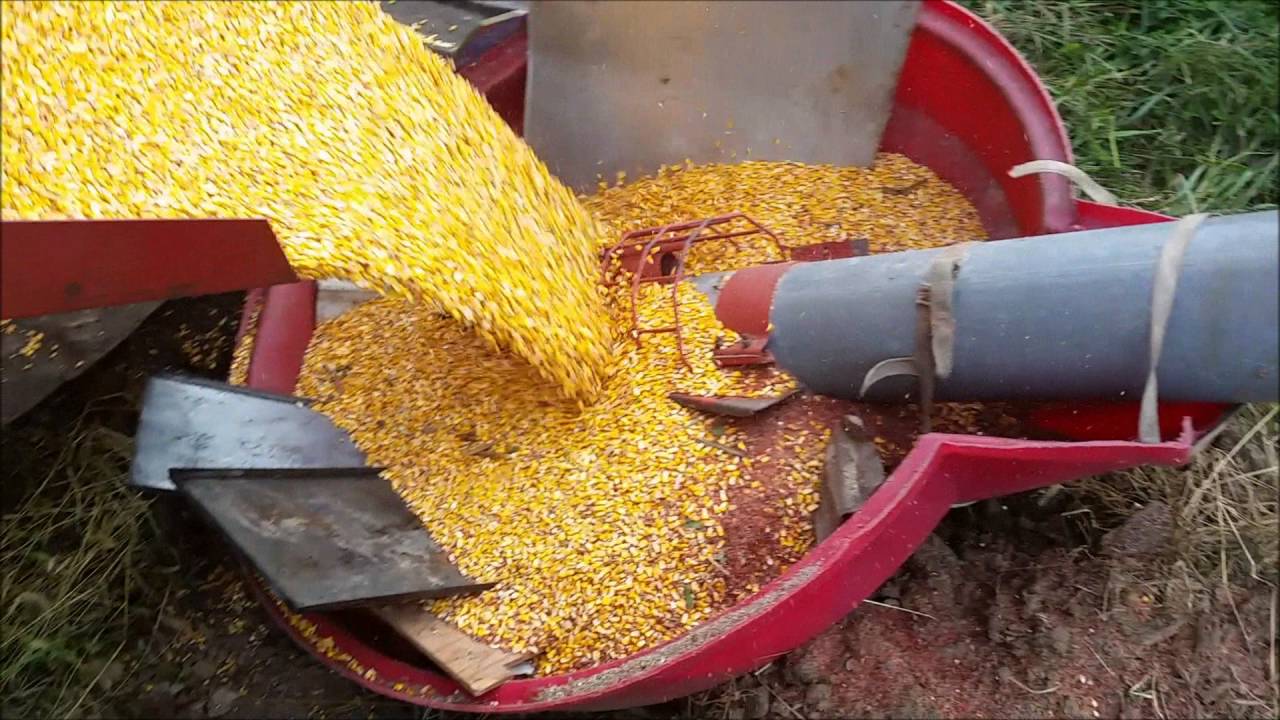Corn harvest and Unloading corn into the Bin 2016