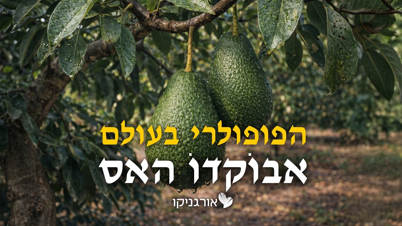 אבוקדו האס - האבוקדו הפופולרי בעולם! 🥑
