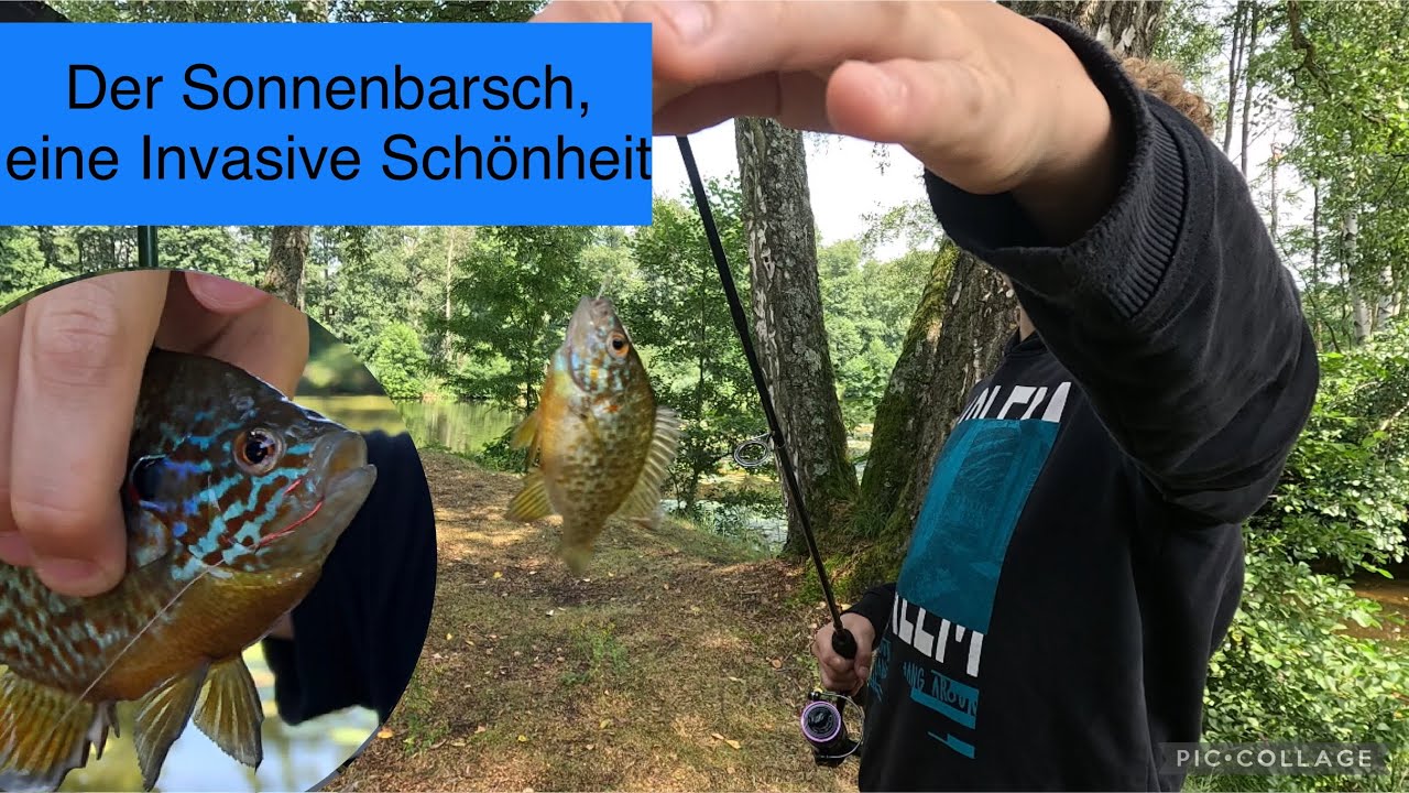 Sonnenbarsch angeln, Bisse am laufendem Band . Der beste Zielfisch f&uuml;r Kids .