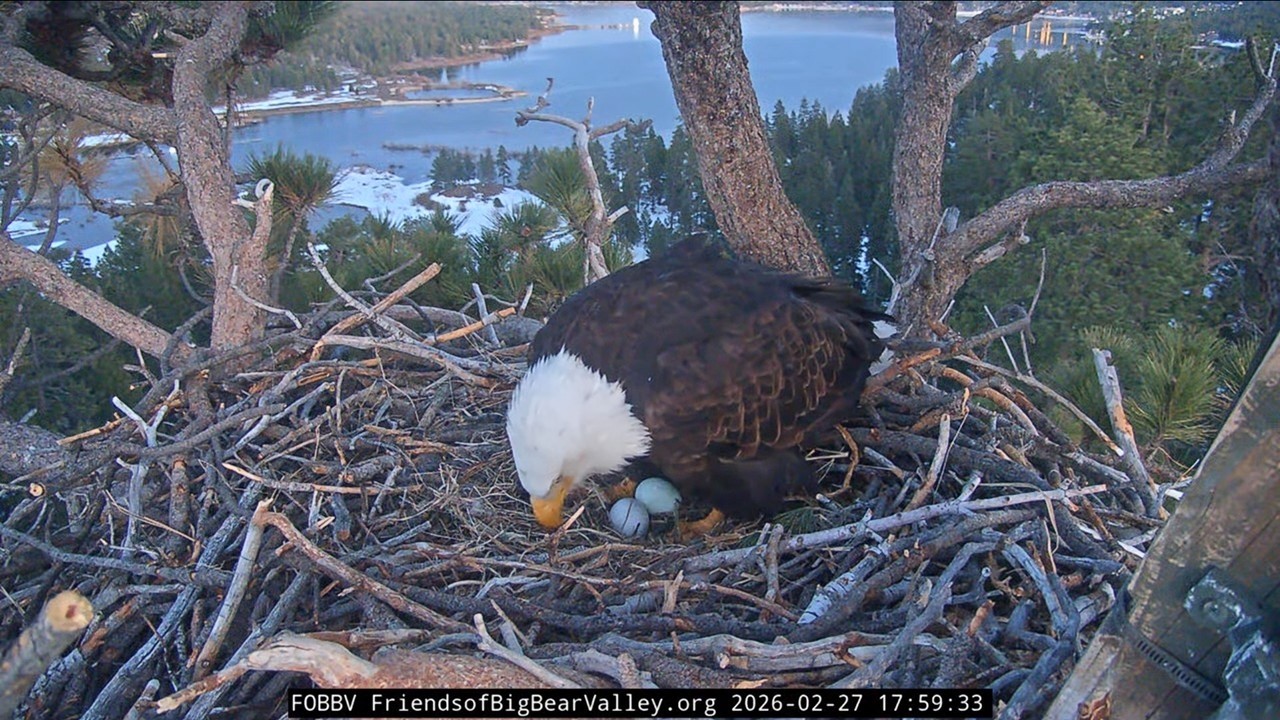 Congratulations, Jackie and Shadow, on Egg #2 of Your Second Clutch  (Friends of Big Bear Valley)