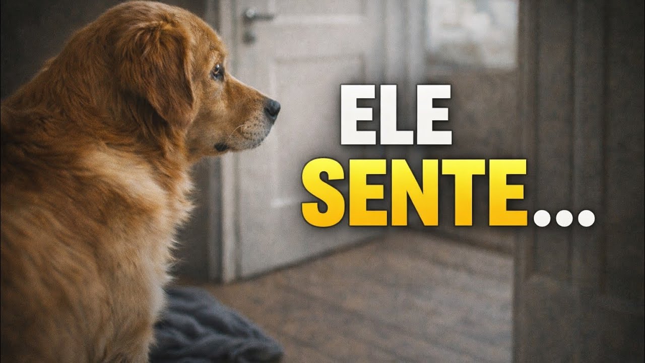 👉 Seu cachorro sente sua falta… e ele demonstra assim (7 sinais)