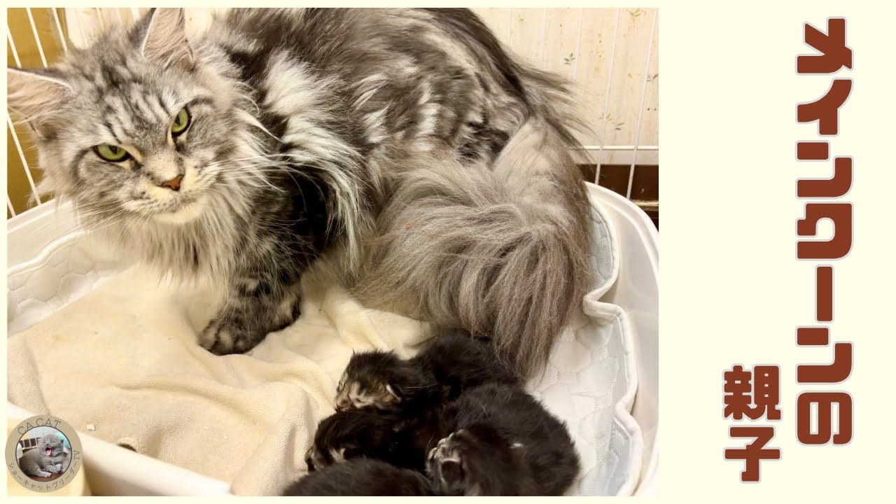 【メインクーン】可愛い親子をご紹介🐾【赤ちゃん猫】