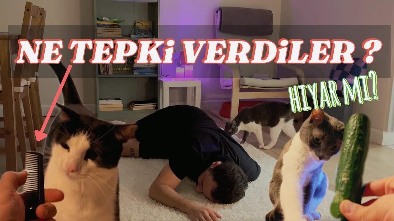 KEDİLERİME BAYILMA NUMARASI YAPTIM!