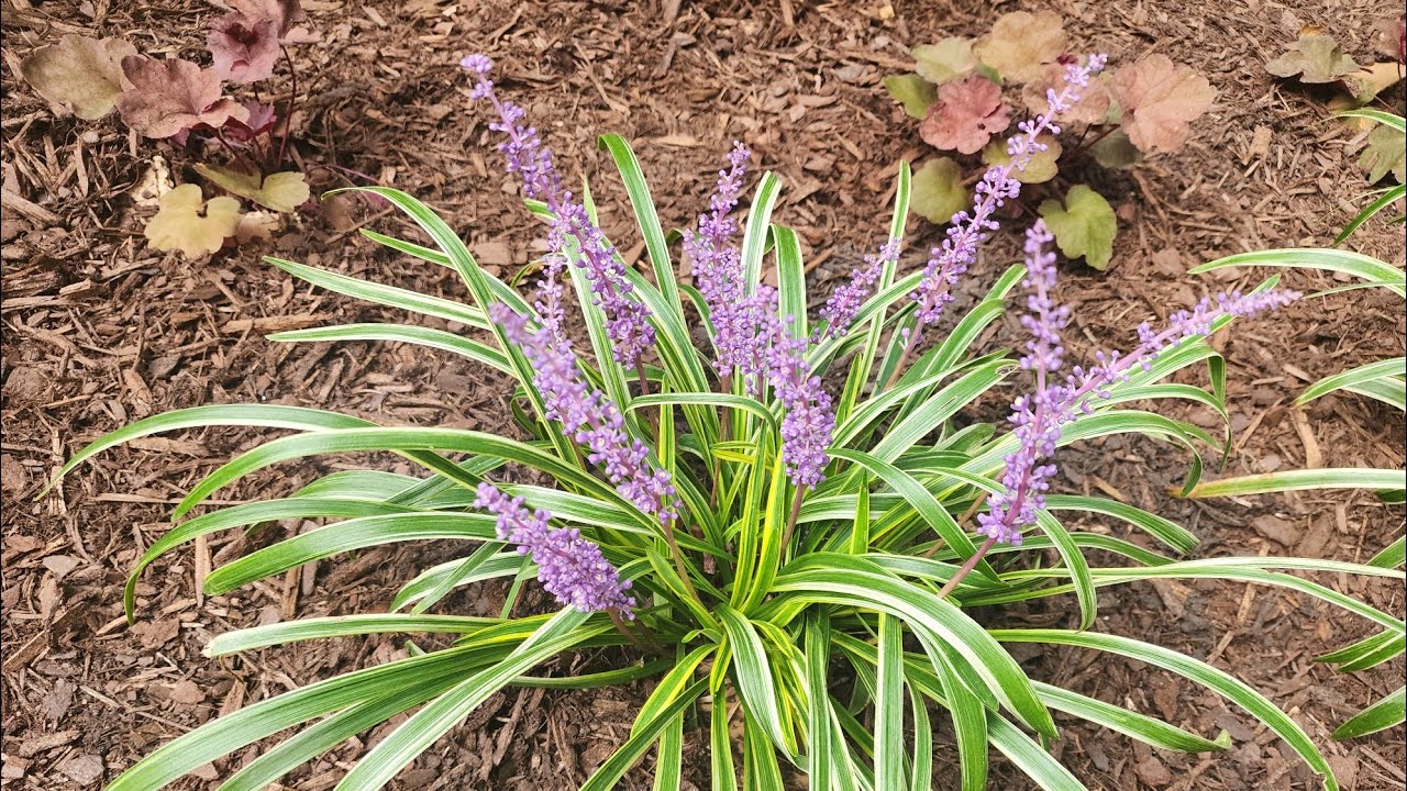 Plant Spotlight: Liriope (Muscari). A tough and versatile perennial.