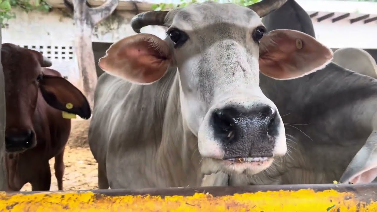 The World Of Cows I Goshala I Cowshed