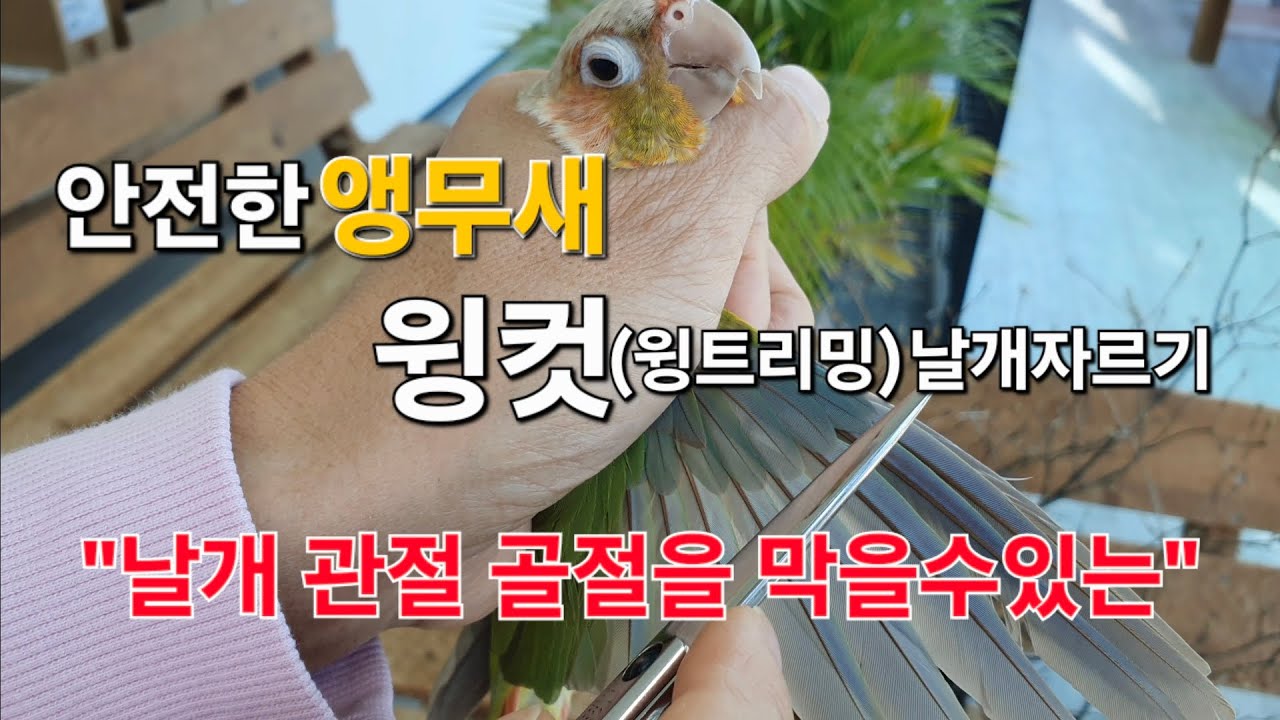 날개관절 골절(부러짐)을 막을수있는 안전한 '윙컷' #앵무새윙컷 #앵무새날개자르기 #앵무새윙트리밍