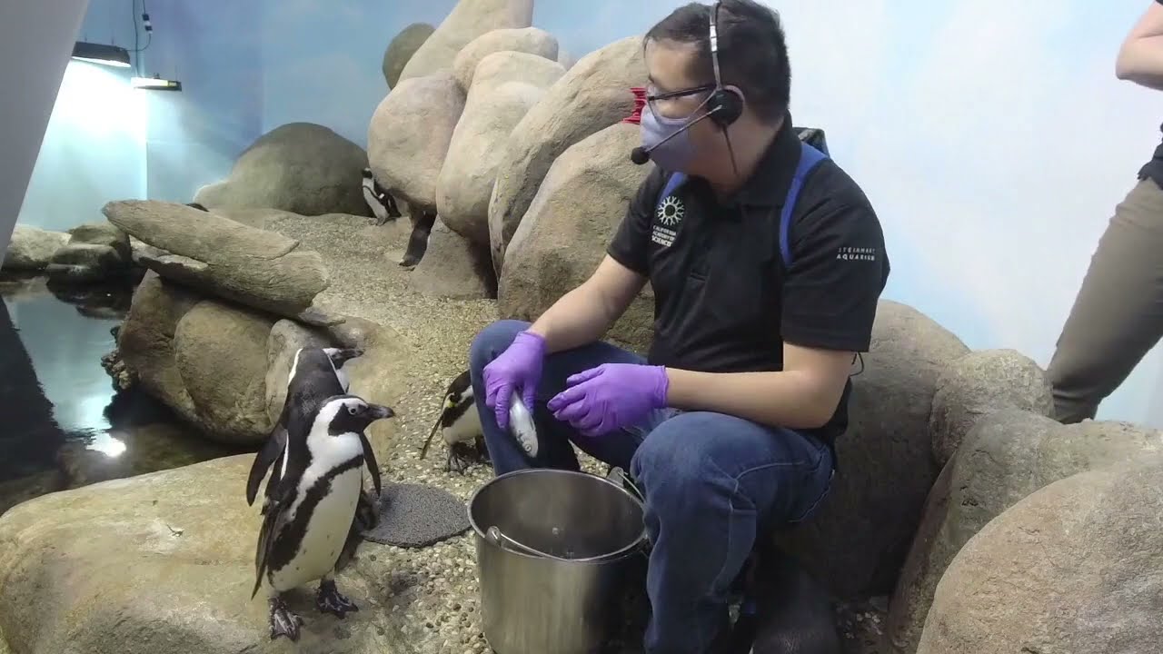 Penguin Valentines 2022 | California Academy of Sciences