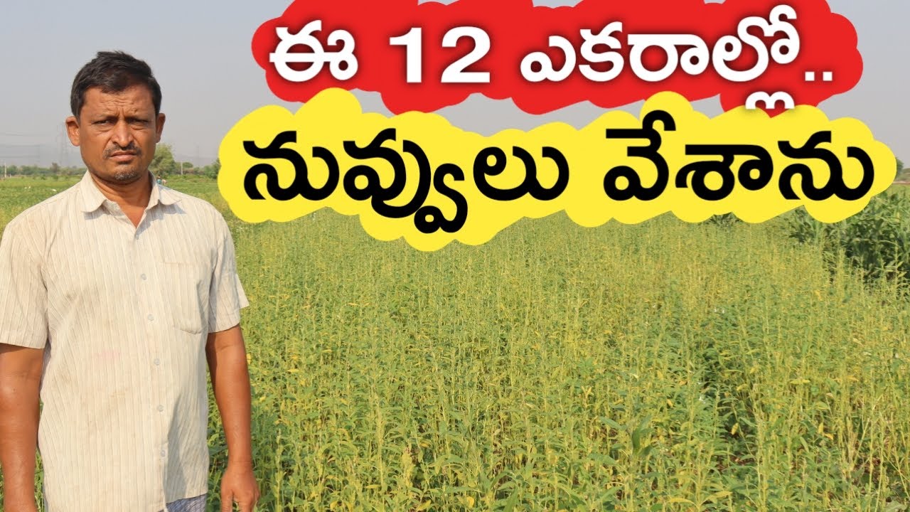 పదేండ్లుగా నల్ల నువ్వులు పండిస్తున్న | Sesame Farming | రైతు బడి