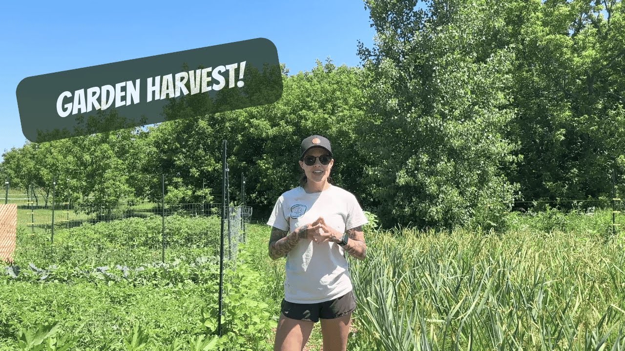 Homestead Garden Harvest | Working In The Garden