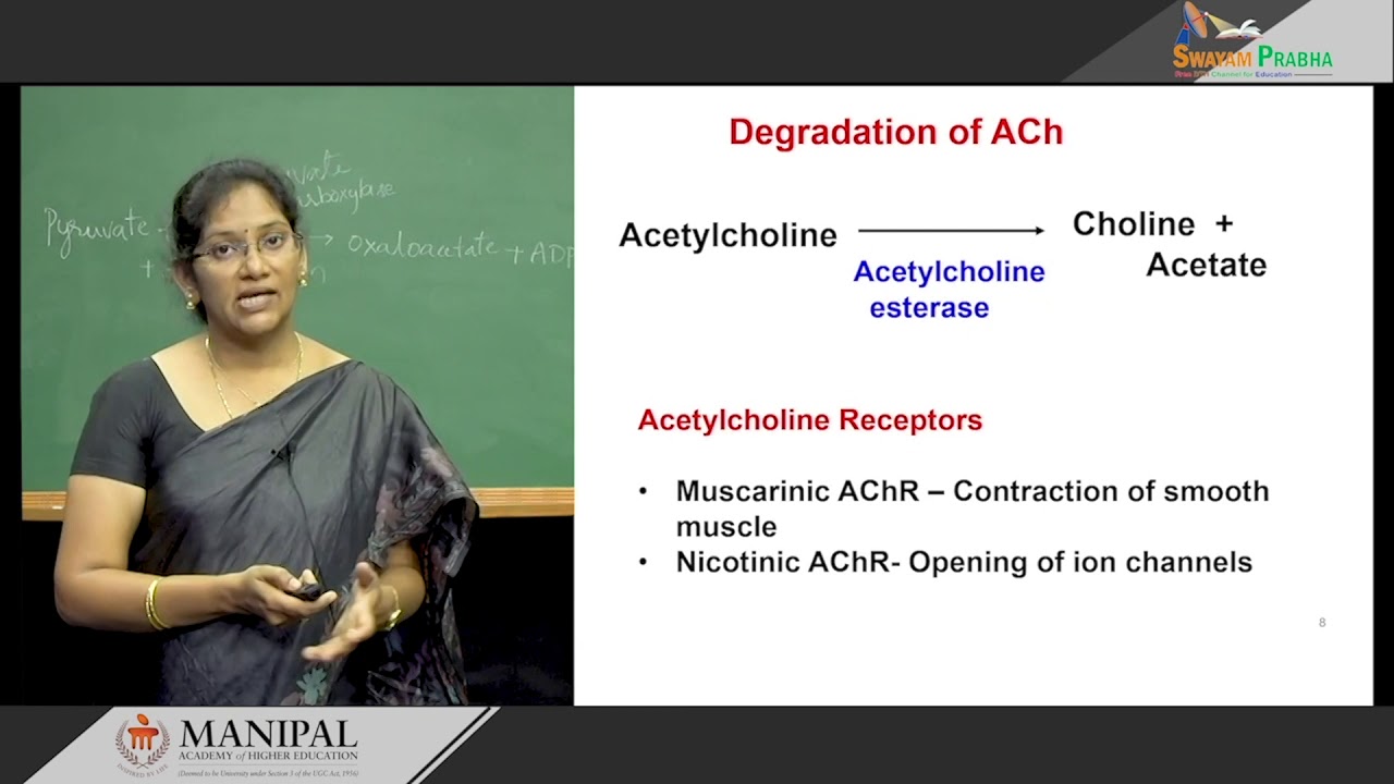 2.5 Overview of neurotransmitter metabolism with emphasis on myasthenia gravis and Parkinson disease