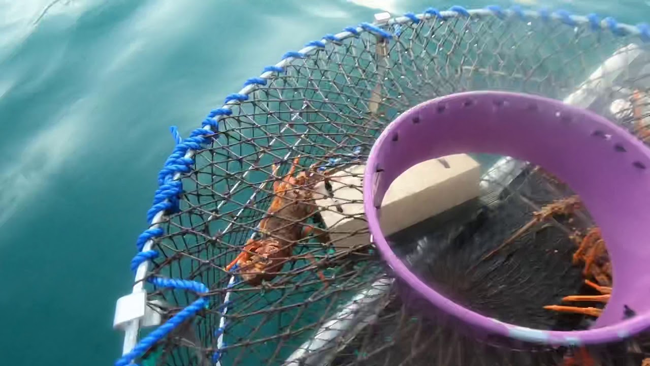 Potting for NZ Crayfish