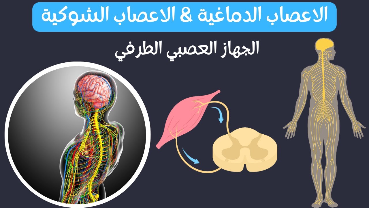 الجهاز العصبي الطرفي || PNS