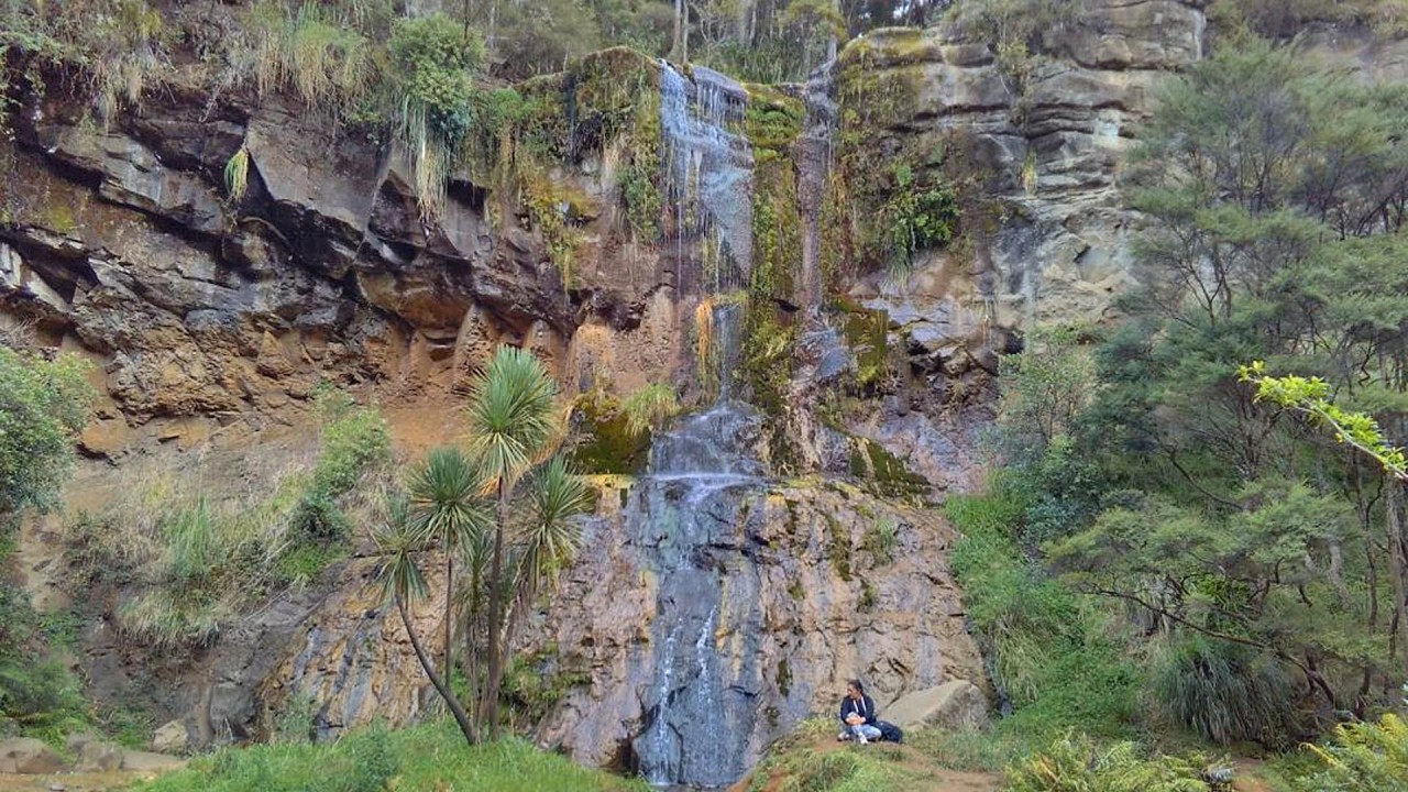 Walk: Houheria falls/Mokoroa stream route loop, Waitakere (Waitakere Ranges).
