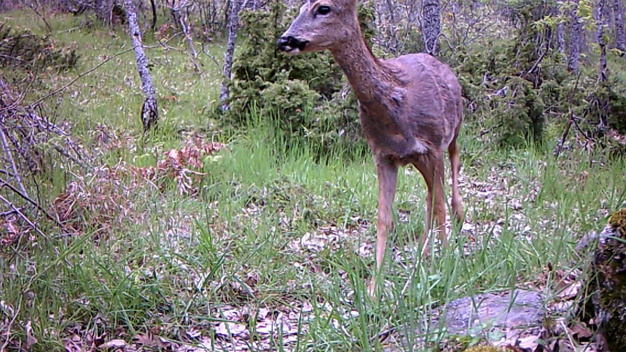 FAUNA IBÉRICA II (Sierra Norte de Madrid) 2
