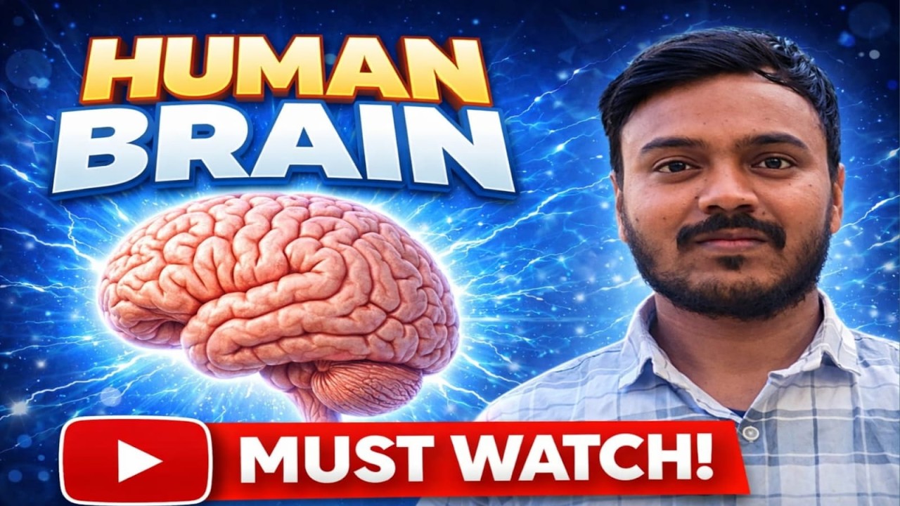 THE HUMAN BRAIN