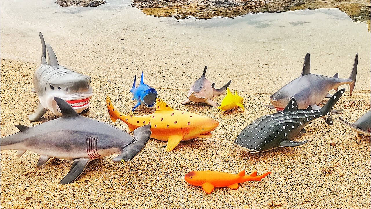 Learn Shark Names & Facts for Babies, Toddlers, Preschoolers, Kids | Shark Week