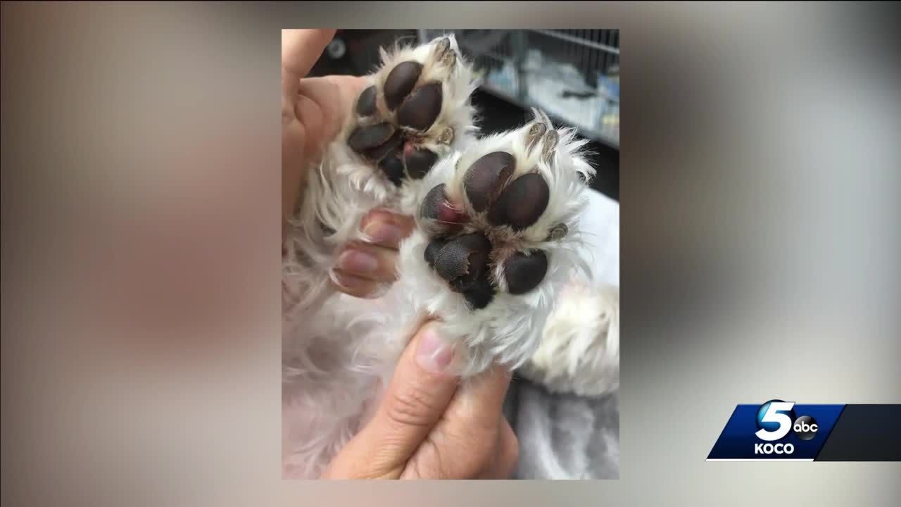 Pads of Oklahoma dog’s paws burned on hot concrete