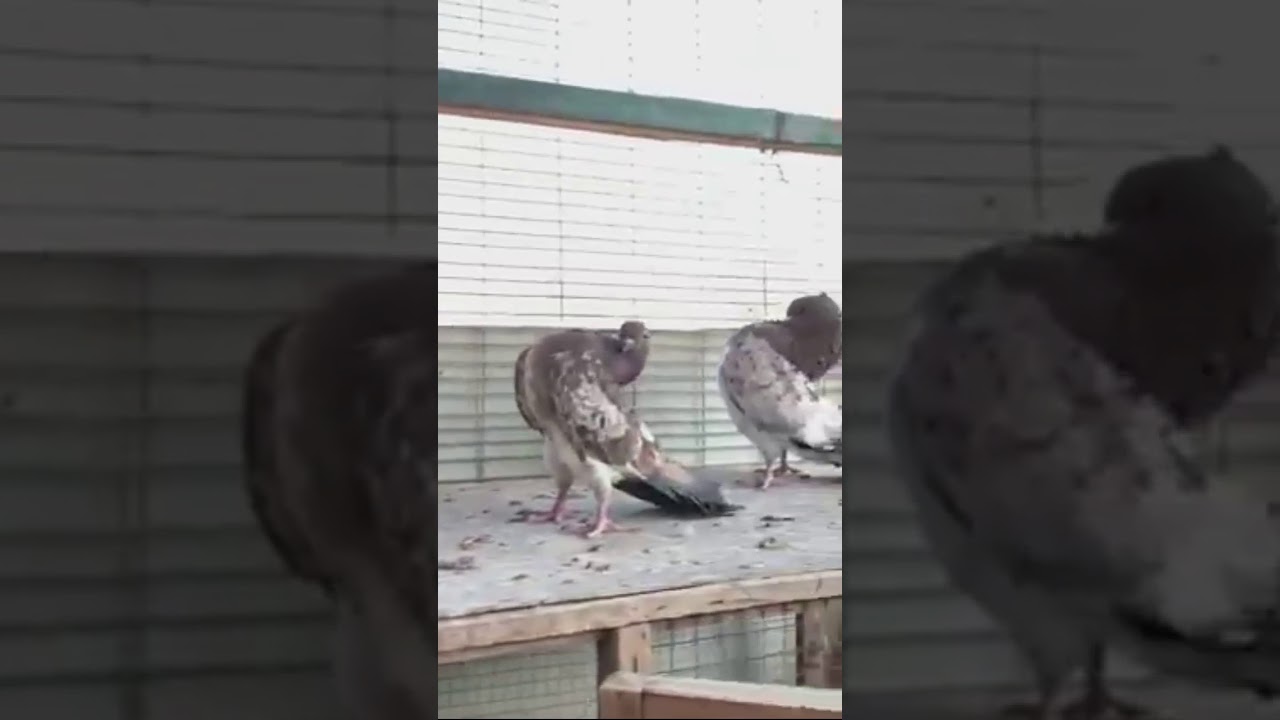 طيور تور مكعكلات للعرض لعيون جنايه المكعكل المكلوب