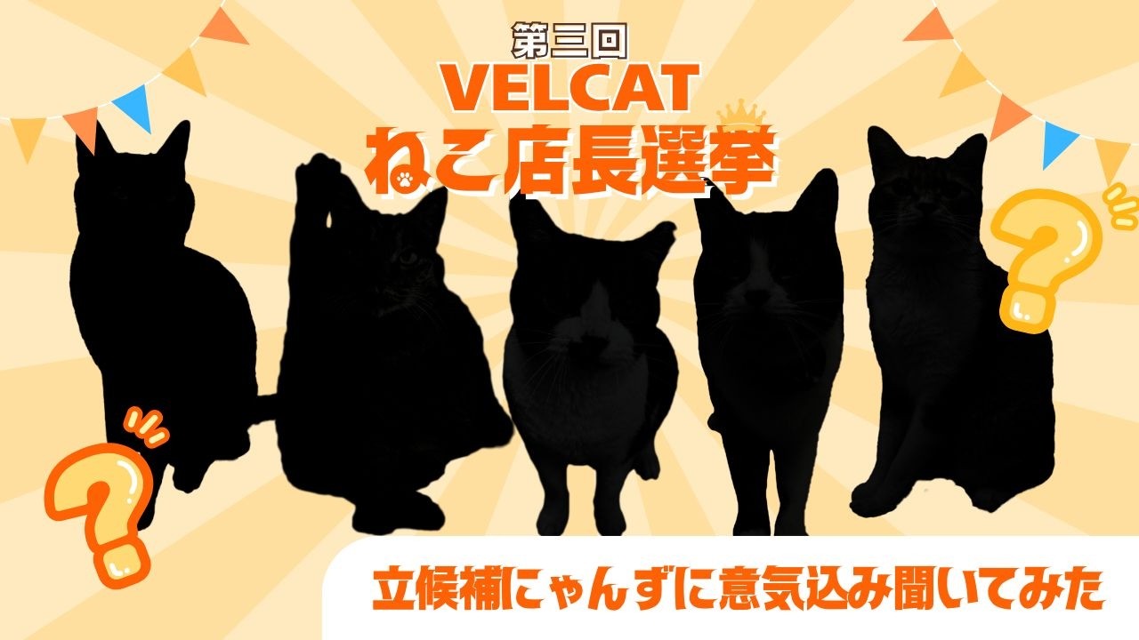 【VELCAT7周年】第三回ねこ店長選挙開催！～にゃんずに意気込み聞いてみた～
