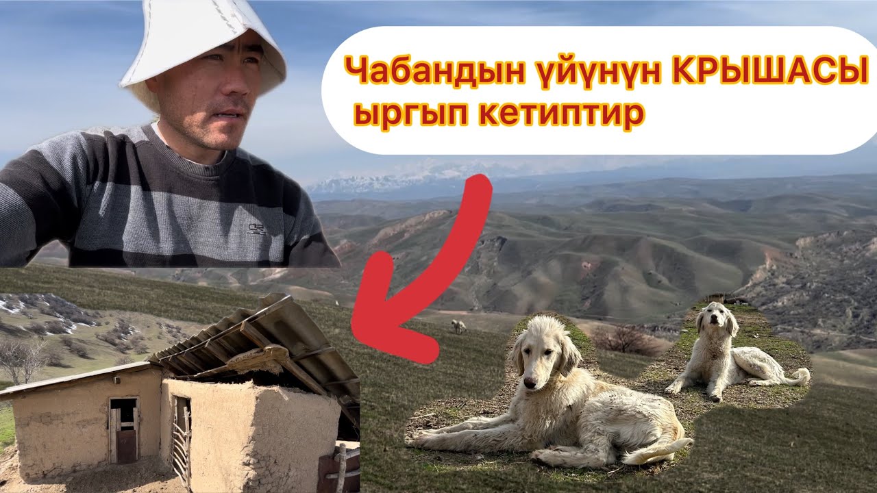 Чыныгы Чабан жашоону эми көргөзөм
