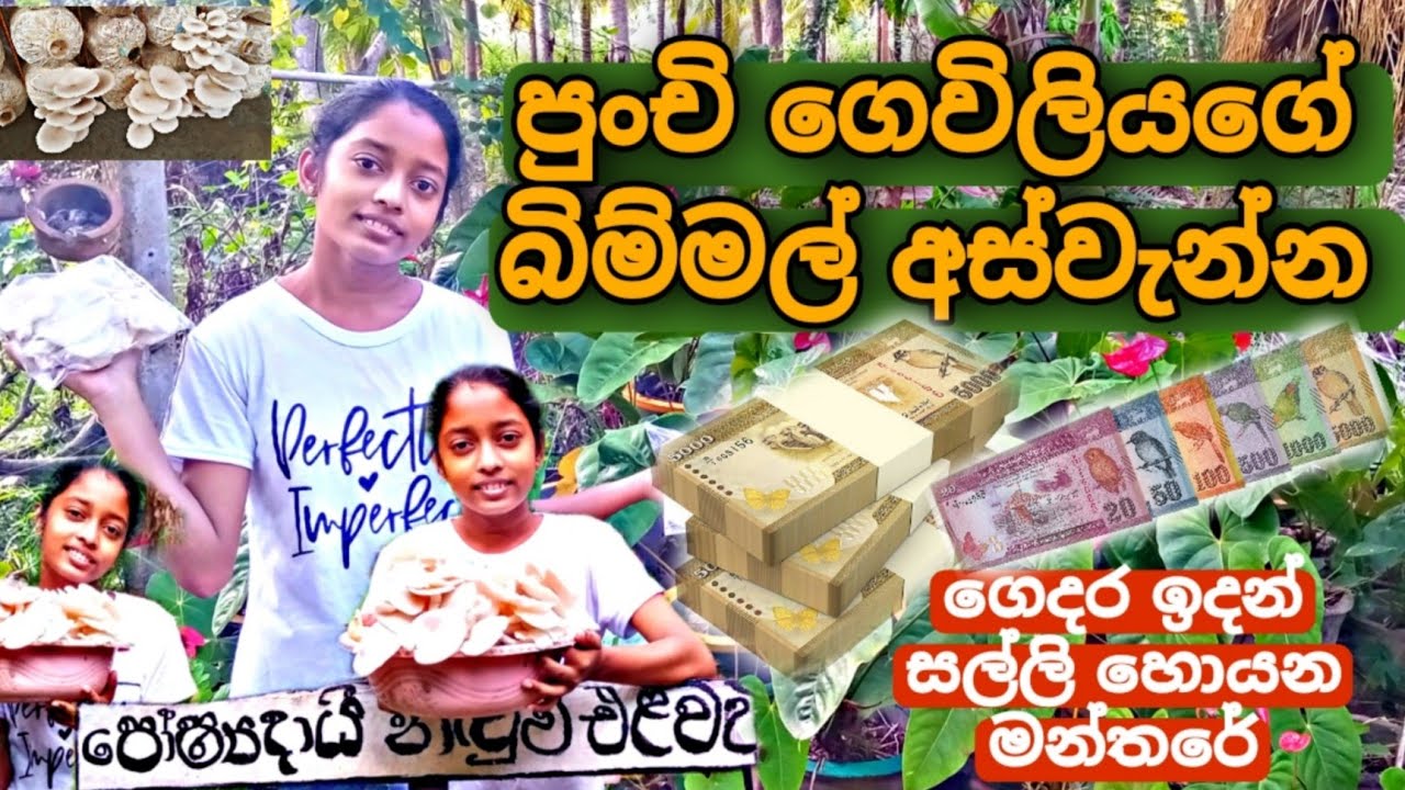 බිම්මල් අස්වැන්න | නිවසේ ආදායම වැඩි කරන බිම්මල්