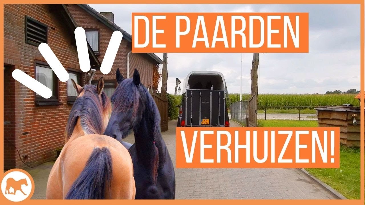 De paarden gaan verhuizen naar een nieuwe stal!