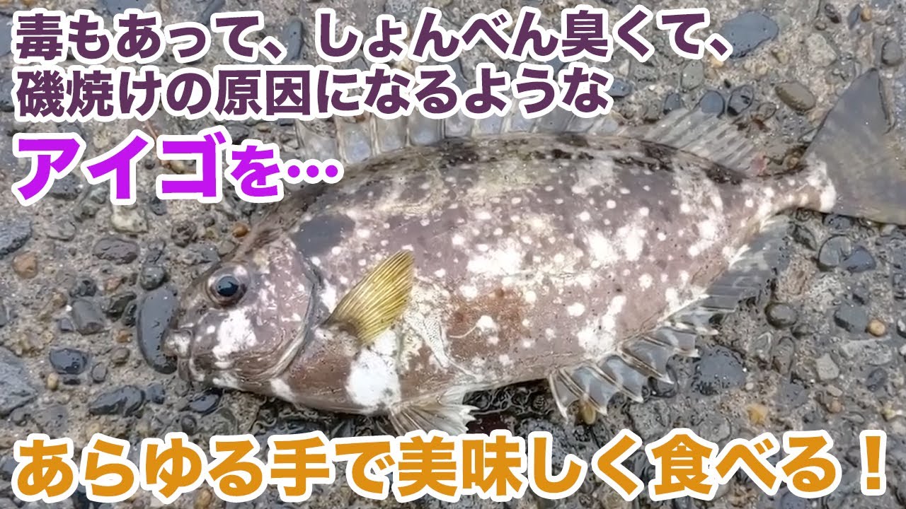 神奈川の“バリ島”で釣れる嫌われ者の「アイゴ」を美味しく食べる！