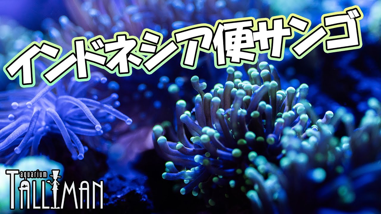 ショートマンTV！インドネシア便サンゴご紹介！！！！