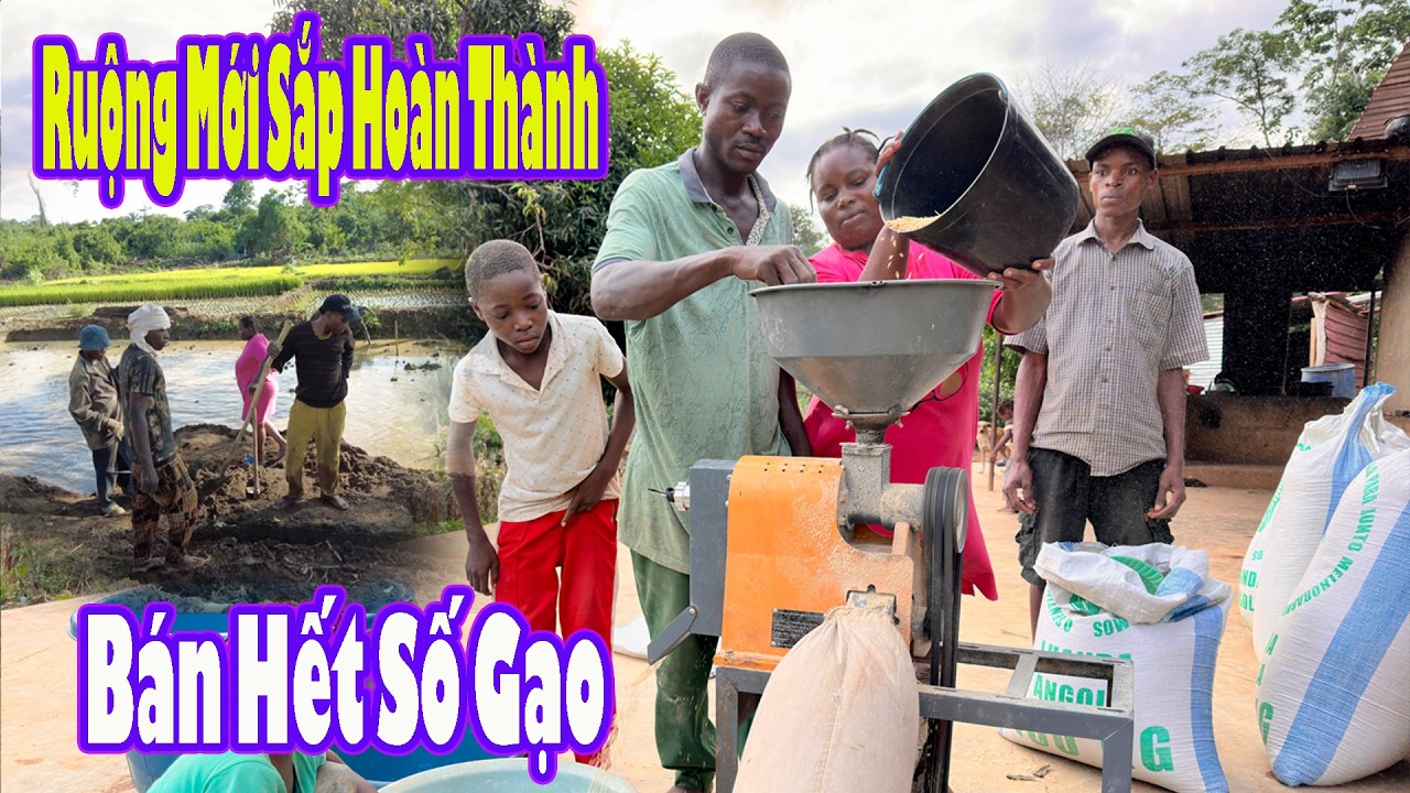 Chuẩn bị hoàn thành thêm ruộng mới|| Antonio Maria xát hết gạo để bán